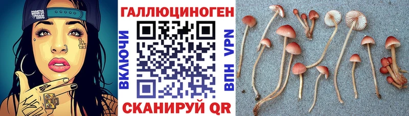 где можно купить наркотик  Оса  Псилоцибиновые грибы прущие грибы 